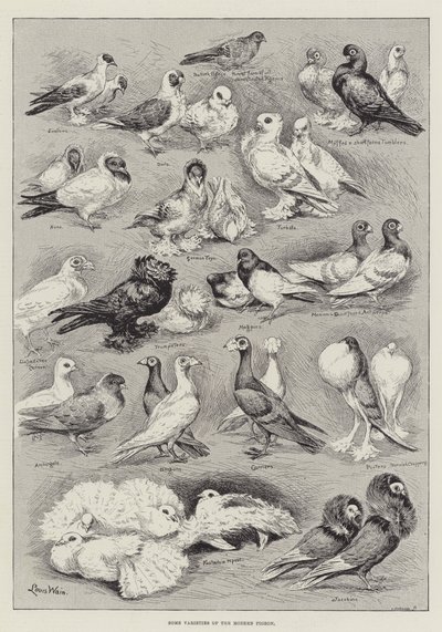 Some Varieties of the Modern Pigeon by Louis Wain